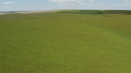 Las plantas de canola no están listas para la cosecha en colinas, desde el aire