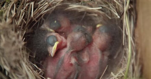 Close up of Baby Birds Huddled in Nest