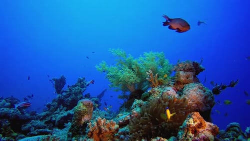 Vibrant Coral Reef Ecosystem with Diverse Marine Life