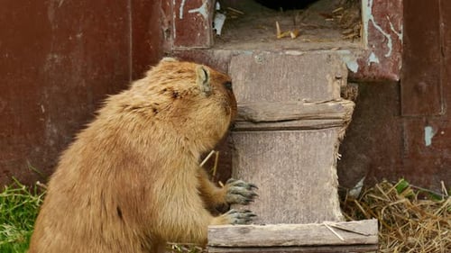 Groundhog sharpens his teeth on a tree