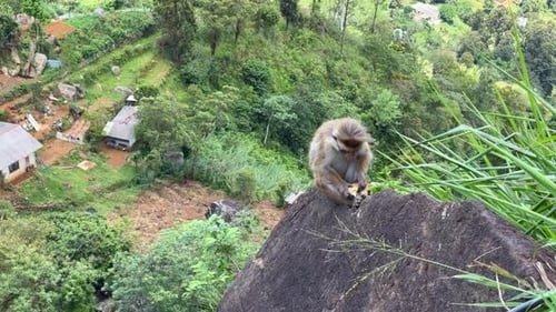 Sri Lanka monkey eating human food on rooftop wild close up urban wildlife interaction