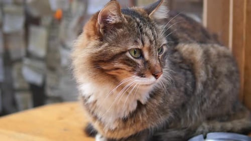 Red Cat Looking Around Outdoor