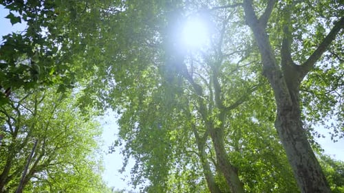 Looking up on forest trees, beautiful sun rays through tops of trees, sun shines through foliage on