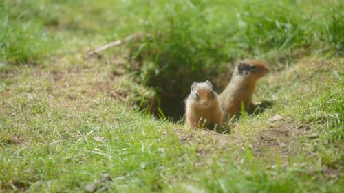 Two prairie dogs sitting in the hole on a grassy field in summer