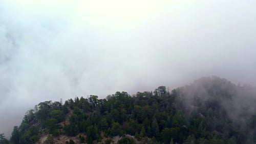 bosque