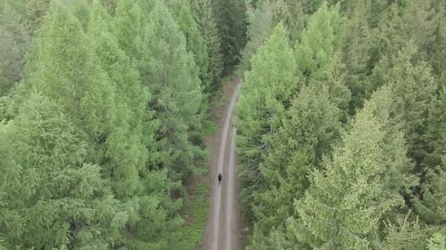 A traveler walks along the road among tall trees. Bird's eye view from a drone