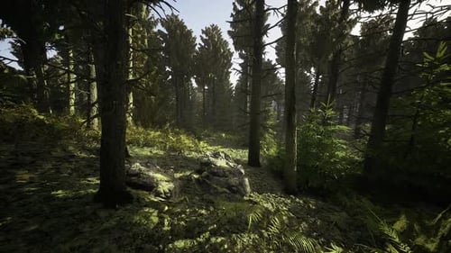 Detaillierte Szene mit beleuchtetem Waldboden mit Farnen und unebenen Felsen