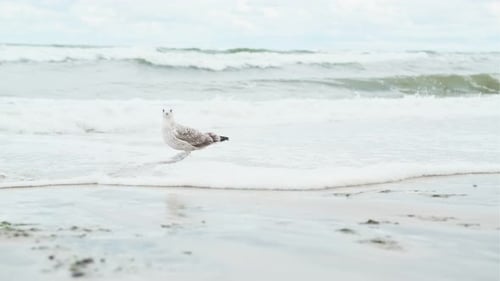 Eine Möwe thront auf dem warmen Sand eines Strandes mit turbulenten Wellen, die aus dem Meer heranrollen
