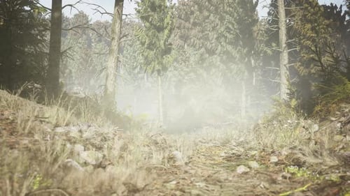 Pine and Spruce Tree Forest
