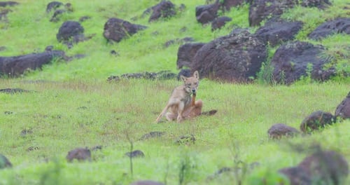 Indian Golden Jackal sits on a grassy hillside, pausing to scratch a persistent itch.