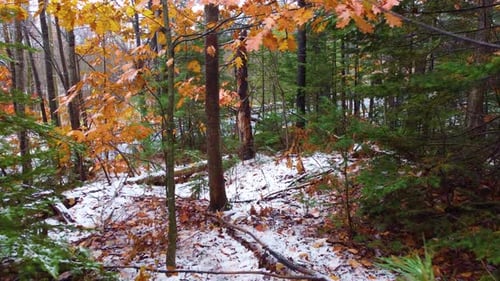 Tour through the forest in winter to a road, snow, trees, branches, colored leaves, Mount Washington