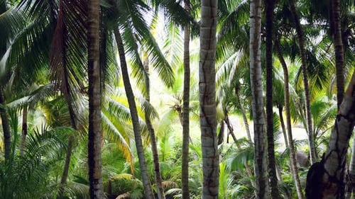 Mahe Seychelles, Coconut palm trees on a walking footpath in the forest