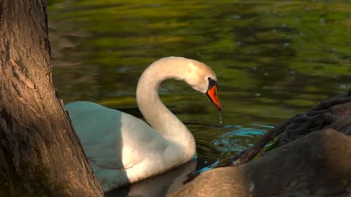 Schwan schwimmt im See.Bildnis eines Schwans.