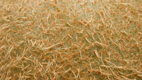 Macro View of a Fresh Kiwi Fruit Surface