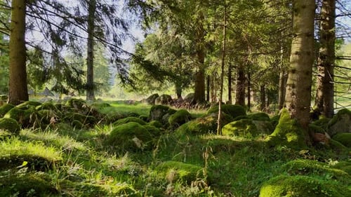 Flying Through the Trees in a Forest Over Rocks Covered with Moss and Grass in the Foothills of the