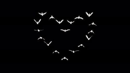 Romantic Dove - Heart Flock - 18 White Pigeon Birds - Flying Loop 4K - Front View - Alpha Channel