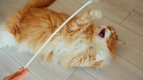 Fluffy Cat playing with toy indoors