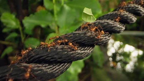 Hormigas cargando hojas mientras cruzan una cuerda de nylon