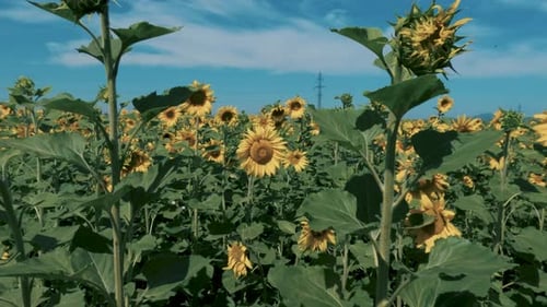 Bright Sunflower Field