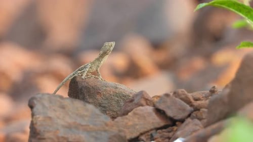 Lizard relaxing on rock .