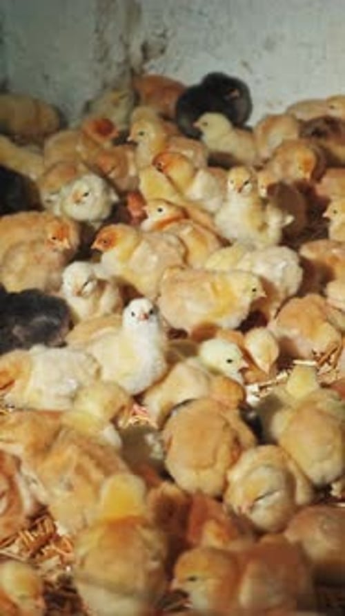 A Charming Group of Adorable Chicks in a Peaceful Farm Setting Surrounded By Natures Beauty