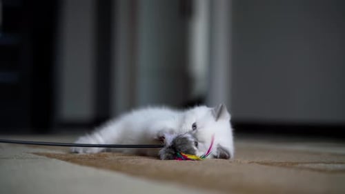 Adorable Kitten Plays with Mouse Toy on Rug