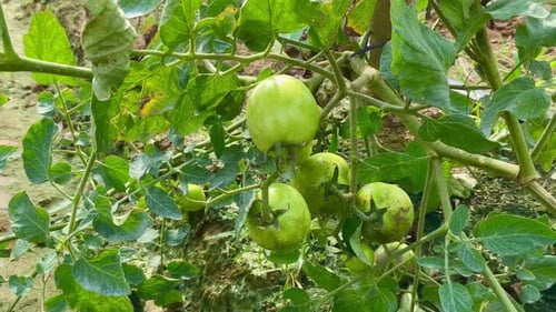 fresh green tomatoes