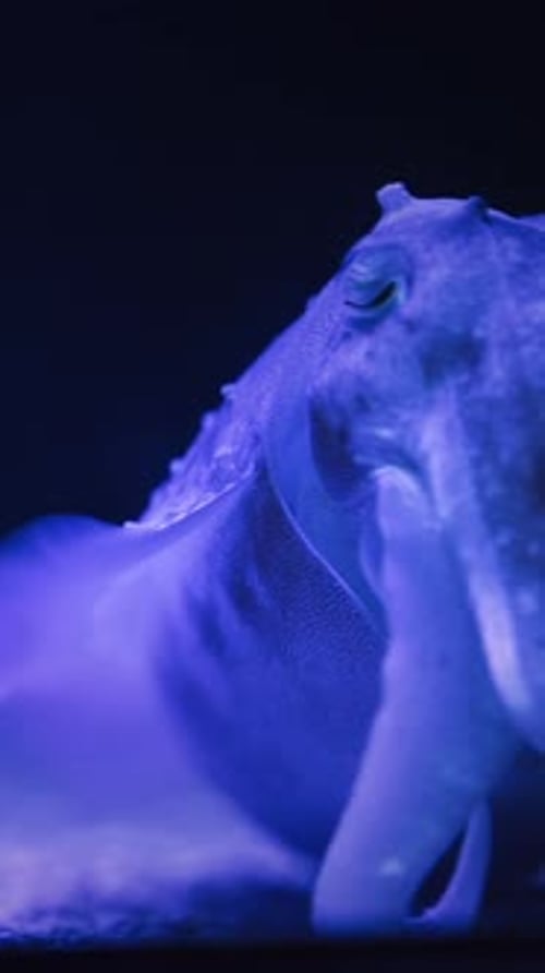 Cuttlefish Sleep On Bottom Close