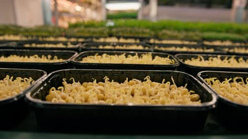 Several rows of various plant crops are represented by young shoots of the microgreen farm