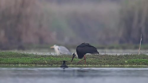 Woolly-necked storks fishing in wetland