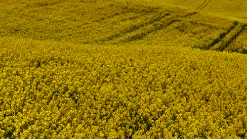 Blooming Rapeseed Covering Hilly Farming Field Flowering Canola Spreading Across Undulating