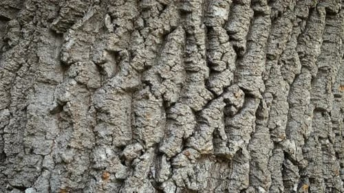 Écorce de chêne en bois sous un soleil éclatant
