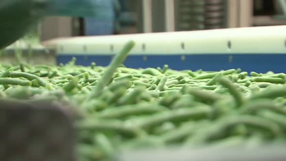 Production line with green beans. Person grabbing beans with defects ...