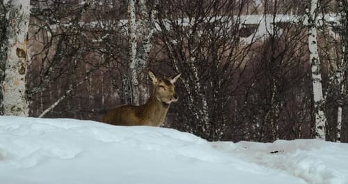 Deer Behind Snowy Hill Looking In The Distance In Winter. - wide shot
