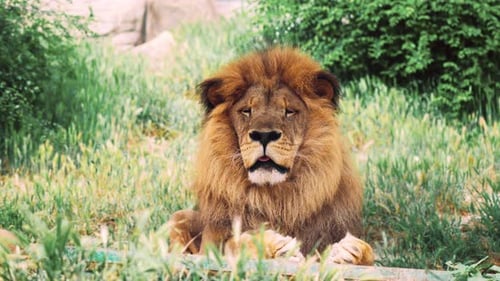 Löwe entspannt schlafen im Zoo