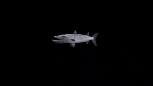 Barracuda Fish Swim Loop