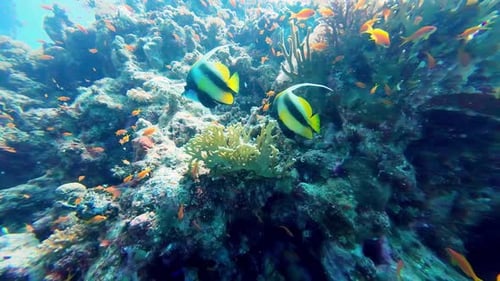 Schooling Bannerfish Swimming Underwater In Dahab, Egypt