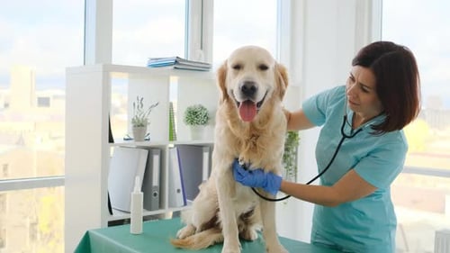 Golden Retriever Dog in Veterinary Clinic