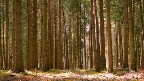 Pine Trees Grow in the Forest