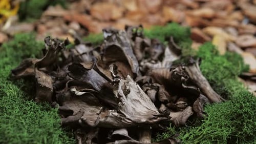 Fresh Wild Forest Mushrooms Portobello on Farmer Market