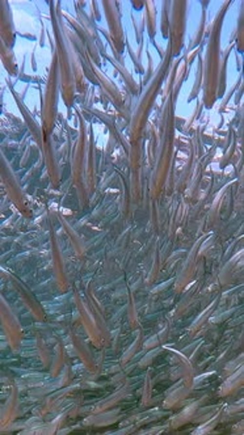 Shallow coastal water becomes stage for massive, silvering bait ball