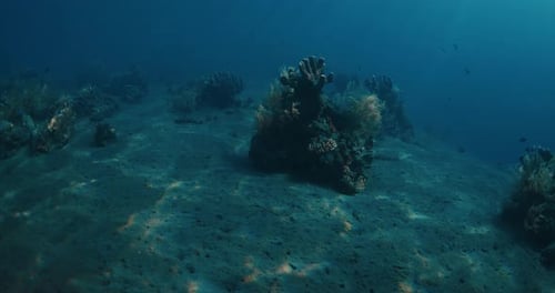 Vista submarina y corales en un océano profundo transparente