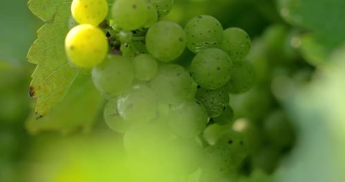 Raisins sur la vigne, agriculture viticole