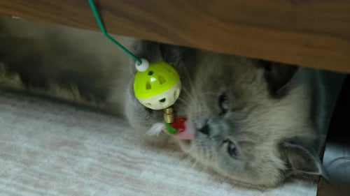 Gray Cat Plays with Toy Underneath Furniture