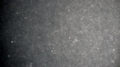Sperme agrandi pour montrer le mouvement des spermatozoïdes.