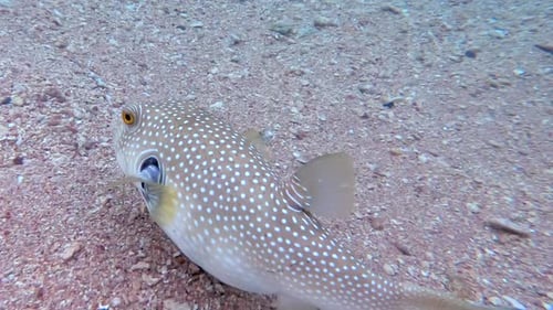 Puffer fish swimming in Red Sea in Egypt