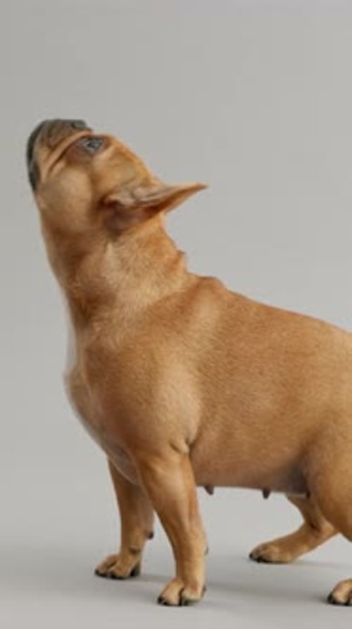 Feeding, hands and dog in studio, treat and adoption of French bulldog with loyalty