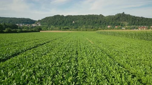 Corn field in sunny summer day. Flying over riped corn plants