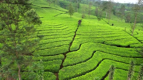 Tea Garden Green Field