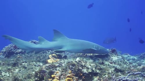 Nurse Shark Swimming Over a Vibrant Coral Reef